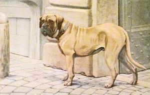 Mastiff Dog Vintage Illustrations