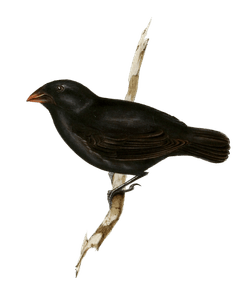 Medium Ground Finch Geospiza Fortis
