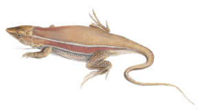 Meroles Ctenodactylus Lizard Acanthodactylus Capensis Vintage Illustration