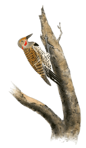 Missouri Red Moustached Woodpecker Bird Vintage Illustrations