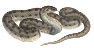 Mole Snake Coluber Canus C Vintage Illustration