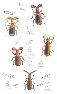 Moxograph of the Coleopterous Family Paussidae 4 Vintage Illustration
