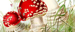 Mushrooms