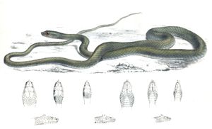 Natal Green Snake Dendrophis Natalensis Vintage Illustration