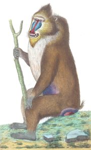 NaturalistquotsIIShaw 0076 Vintage Illustration