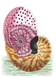 Nautili Pompilil Vintage Illustration