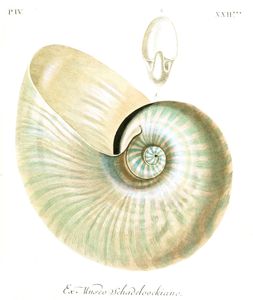 Nautilus Shell 2