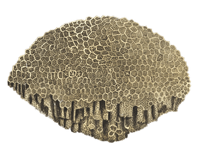 Netted Madrepore Vintage Coral Illustration