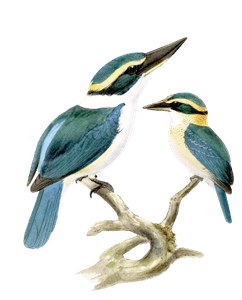 New Herides Kingfisher Bird Vintage Illustration