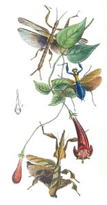 New Species Op Soothsayers Vintage Illustration