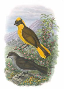 Newtons Bower Bird Prionidura Newtoniana Vintage Illustration