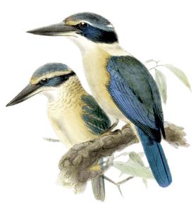 New Zealand Kingfisher Bird Vintage Illustration