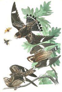 Night Hawk Bird Vintage Illustrations