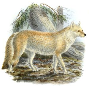 Northern Dhole Cyon Alpinus Vintage Illustration