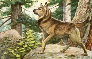 Norwegian Elkhound Dog Vintage Illustrations
