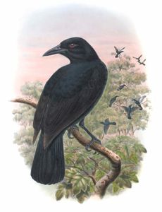 Obi Paradise Crow Lycocorax Obiensis Vintage Illustration