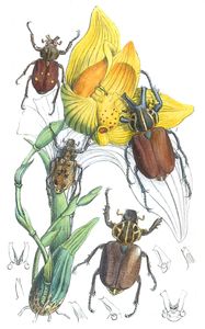 On Two Species of Inca From Tropical America Vintage Illustration