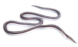 Ophisurus Serpens Eel Leptorhynchus