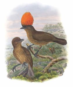 Orange Crested Bower Bird Amblyornis Subalaris Vintage Illustration
