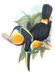 Osculant Toucan Bamphastos Osculans