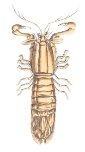 Oval Tailed Crab Vintage Illustration