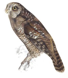Owl Athene Woodfordi Copy