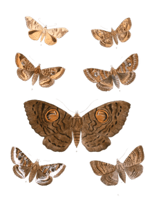 Oxyodes Scobiculata Speiredonia Feducia