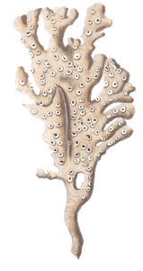 Palmated Sponge Vintage Coral Illustration