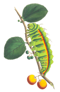 Paphia Vintage Insect Illustration