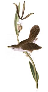 Parkmans Wren Bird Vintage Illustrations