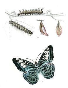 Parthenos Cyaneus with Caterpillar and Pupa