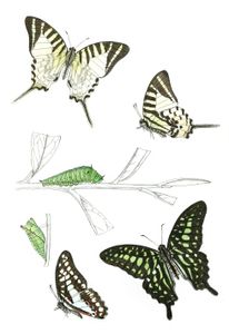 Pathysa Antiphates Zetides Agamemnon Zetides Telephus