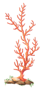 Patulous Gorgonia Vintage Coral Illustration