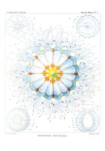 Pectanthis Asteroides Vintage Jellyfish Illustration