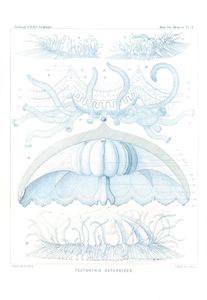 Pectanthis Asterroides Vintage Jellyfish Illustration