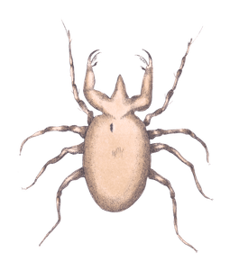 Pectinated Mite Vintage Insect Illustration