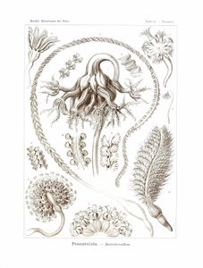 Pennatulida Vintage Illustration