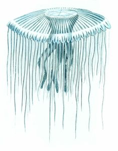 Pellucid Medusa Vintage Jellyfish Illustration