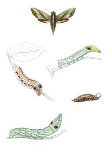 Pergesa Acteus Moth Vintage Illustration