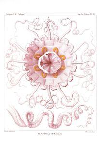 Periphylla Mirabilis 2 Vintage Jellyfish Illustration