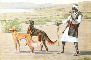 Persian Gazellehound Dogs Vintage Illustrations