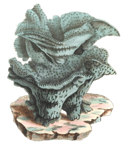 Pezzoid Madrepore Vintage Coral Illustration