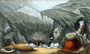 Phellia Causapata Murocincta Bunodes Coronata Cerianthus Lloydii Vintage Sea Anemone Illustration