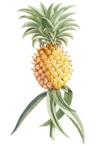 Pinapple