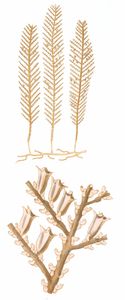 Pine Sertularia Vintage Coral Illustration