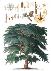 Pine Tree