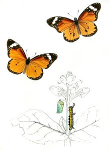 Plain Tiger Butterfly Copy