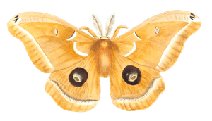 Polyphemus Vintage Illustration