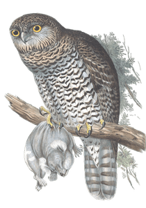 Powerful Owl Bird Vintage Illustrations