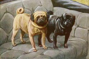 Pugs Vintage Illustrations